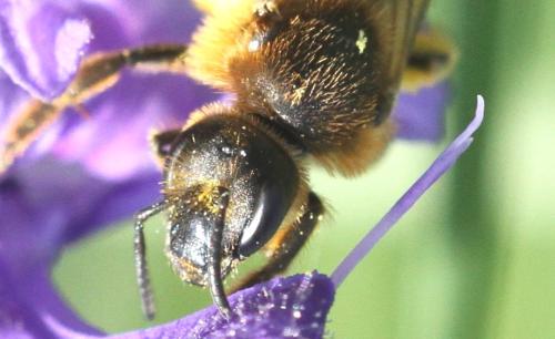Lasioglossum xanthopus